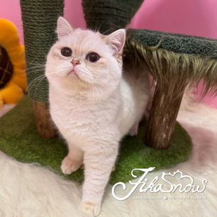 Bruno - British Shorthair • Blue Golden Colorpoint • Boy