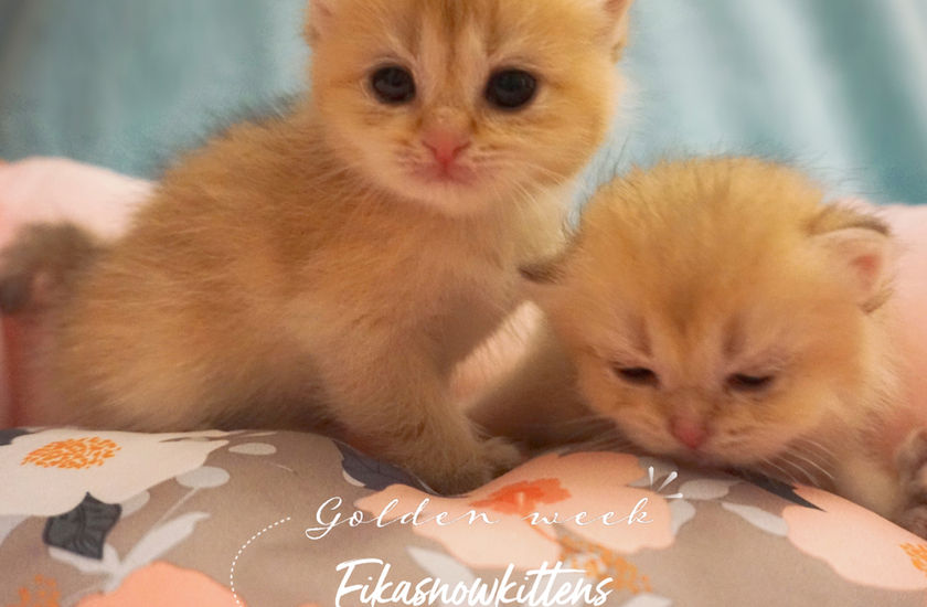 Fika babies 2.JPG