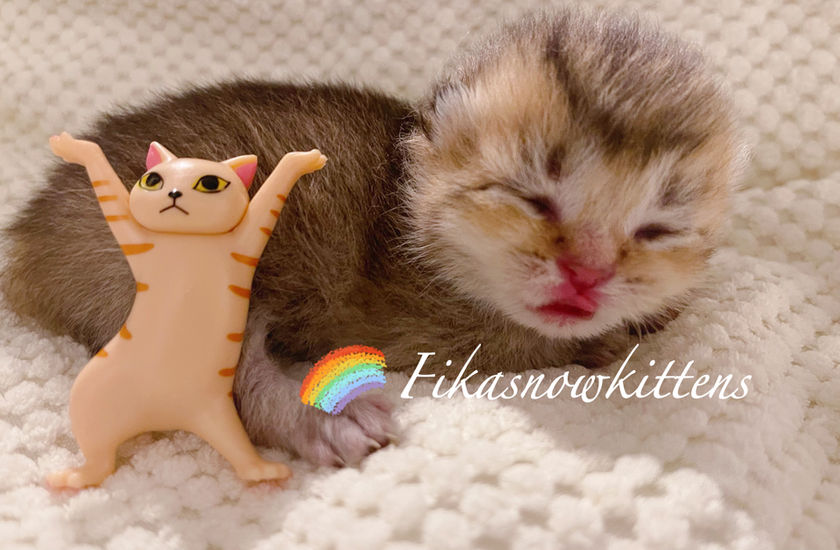 Fika babies 7.JPG