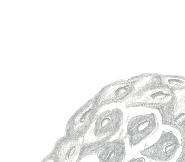 Original-Bleistiftzeichnung der Erdbeere, jetzt als stilisiertes rotes Logo für die Website verwendet