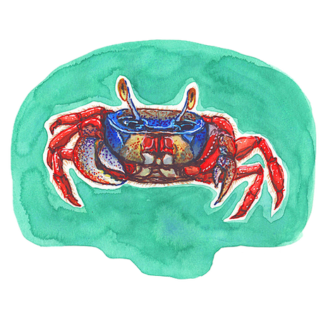 Rainbow crab (cardisoma armatum) as mixed media illustration showcasing the beauty of nature_by K.Wilfong, copyright by Illustrationary.art.
