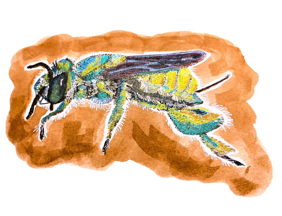 Striking green bee on pollen
