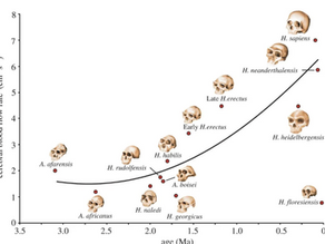 🌱 (8) De groei en krimp van het menselijk brein als spiegel van ons dieet
