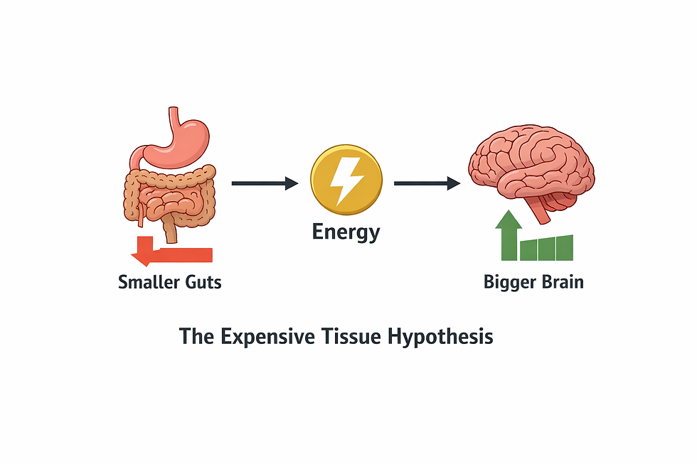 🌱 (9) De darmen als sleutel tot ons grote brein