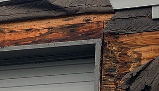dry rot.jpg
