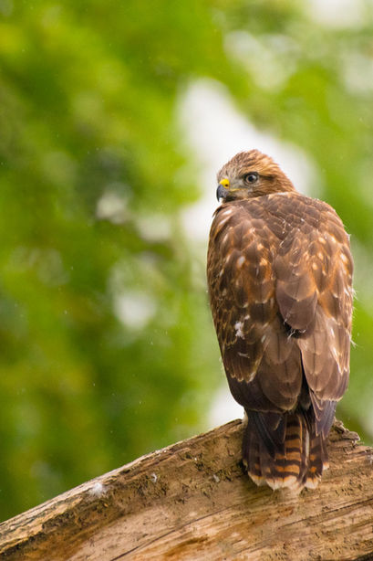 Mäusebussard, Schweiz