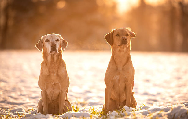 DSC_2461 2_edited.jpg