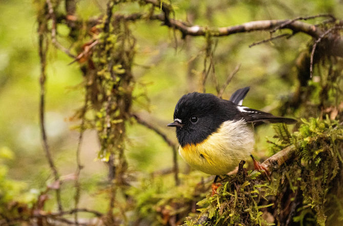 Tomtit, New Zealand