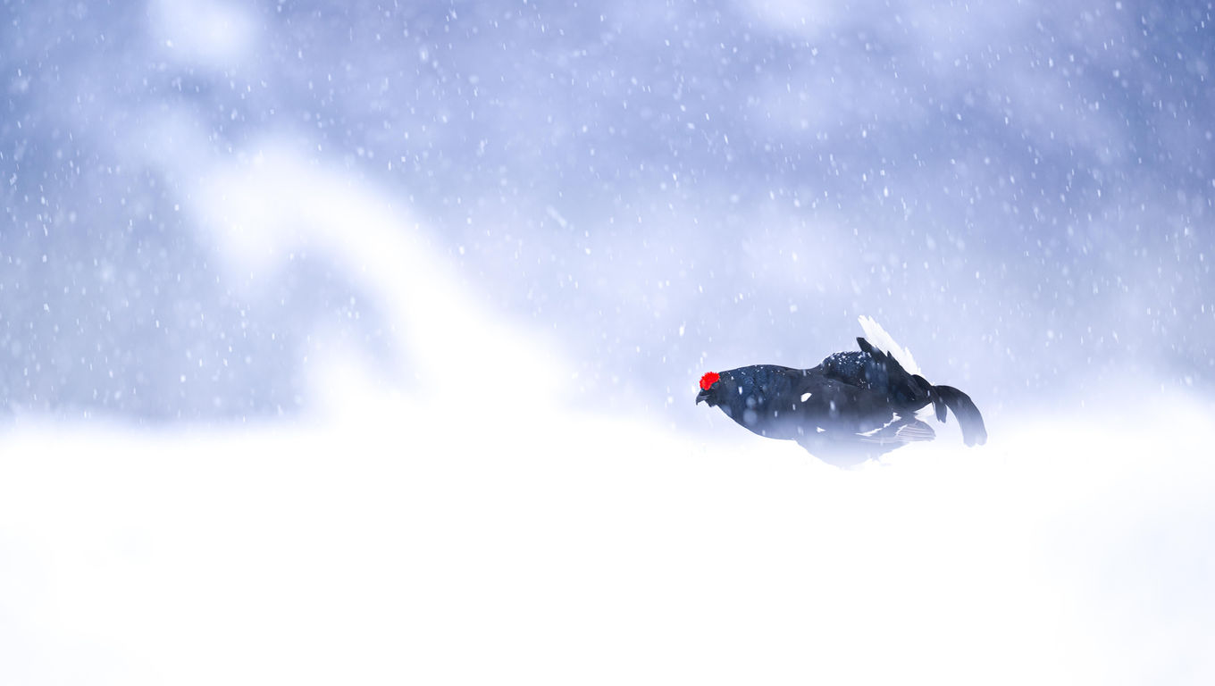 Black Grouse, Switzerland