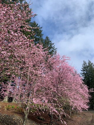 Spring Time at The Empress Estate!