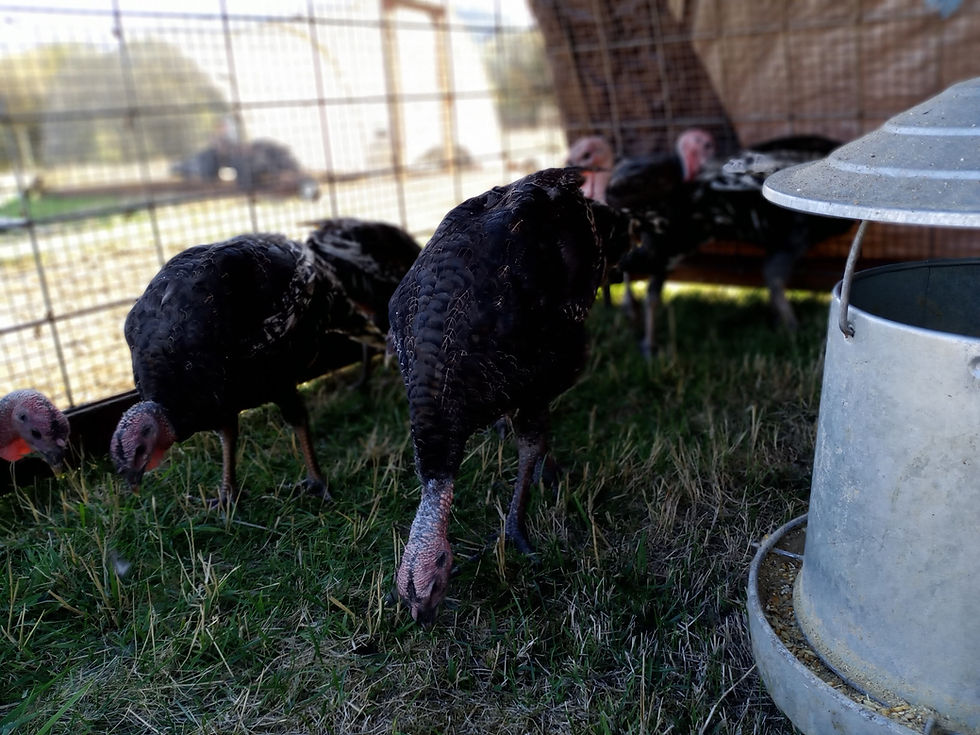 Thumbnail: Pasture Raised Turkey Reservation