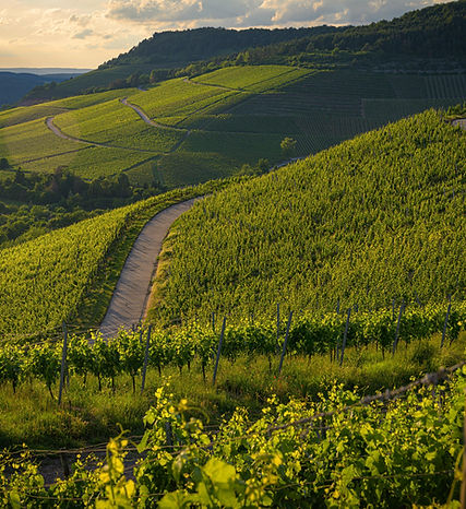 beautiful-view-vineyard-green-hills-sunset-2.jpg