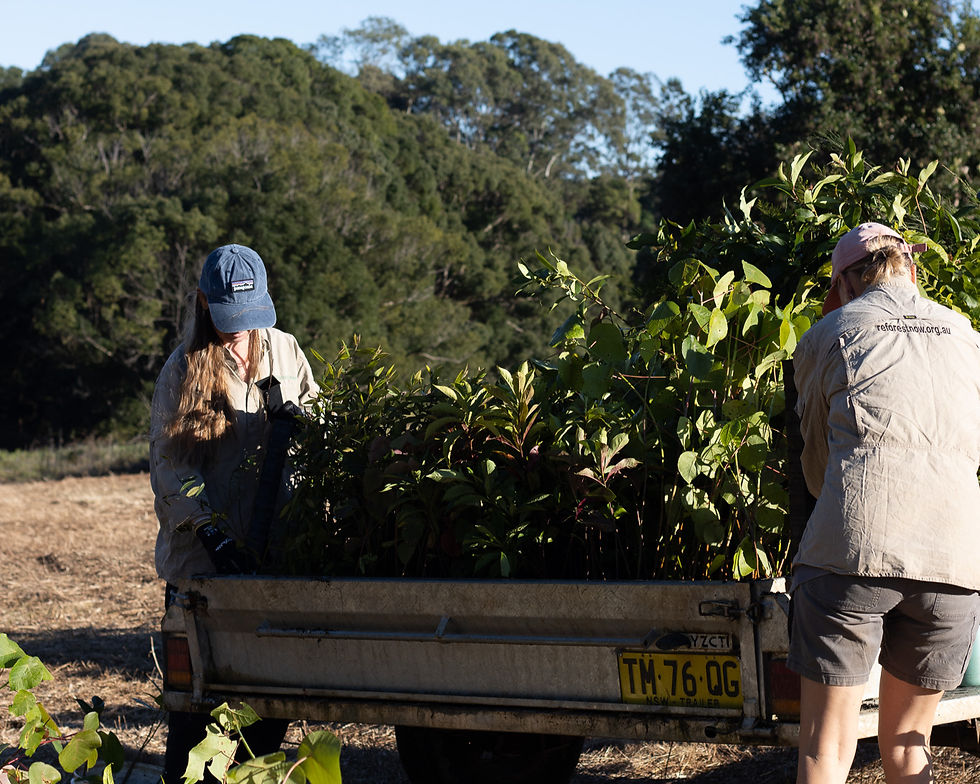 two team members unloading a trailer full of native australian seedlings