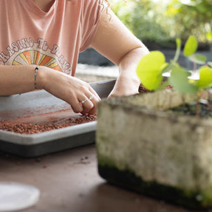 A womans hands sorting through red seeds