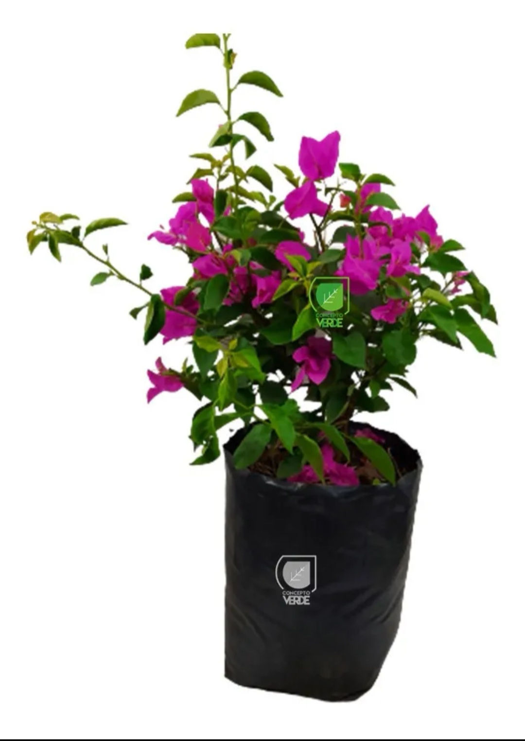 Bugambilias arbusto c/u