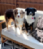 Two Australian Shepherds