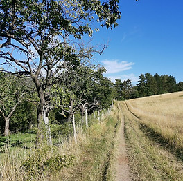 Nsg_ziegenberg_heimburg_2020-07-31_15.jpg