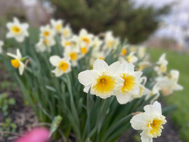 daffodils, Chinese sacred lily