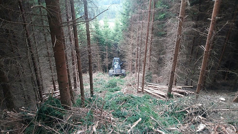 Waldarbeit (19).JPG