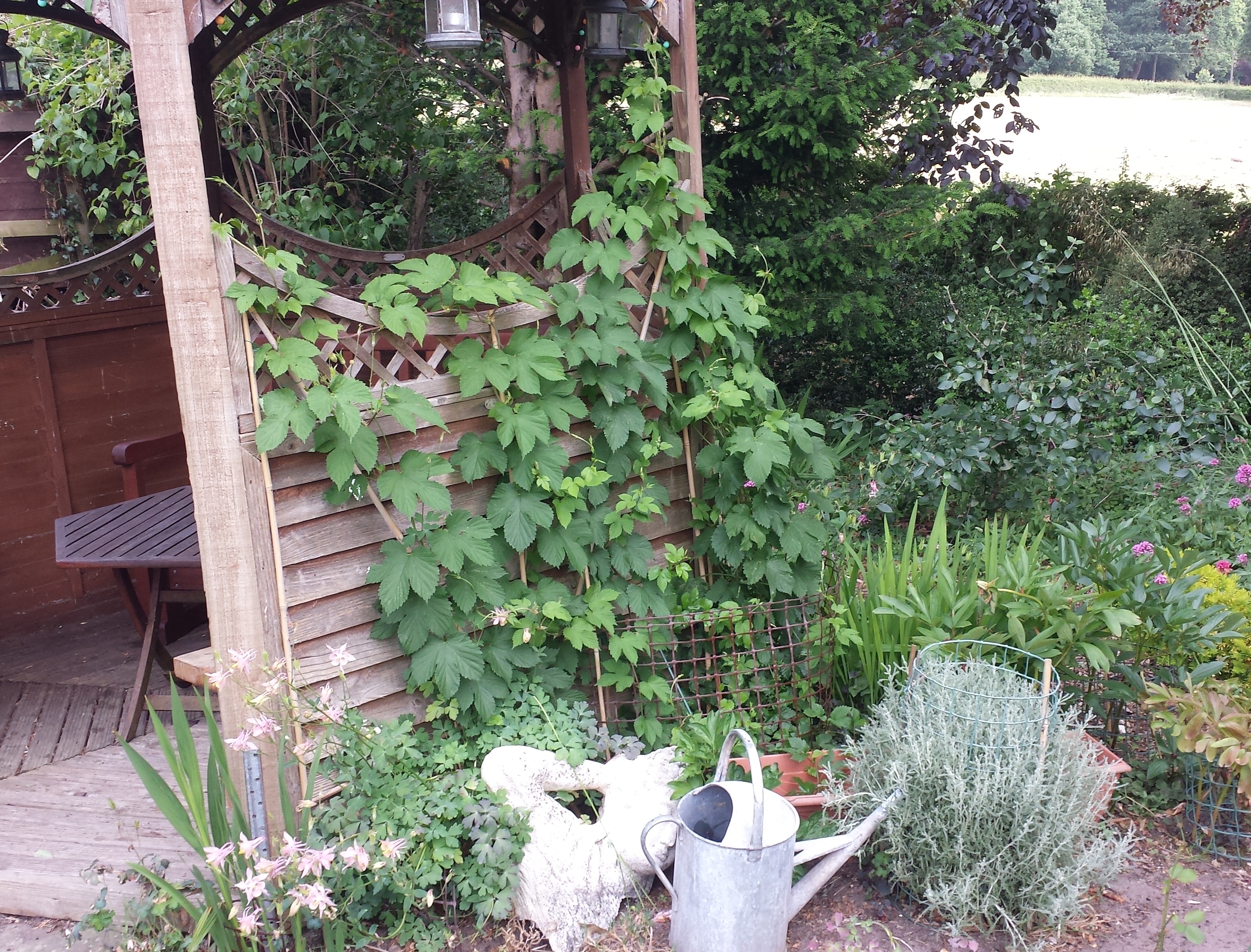 Dwarf Hops Hedgerow Hops History Of Prima Donna