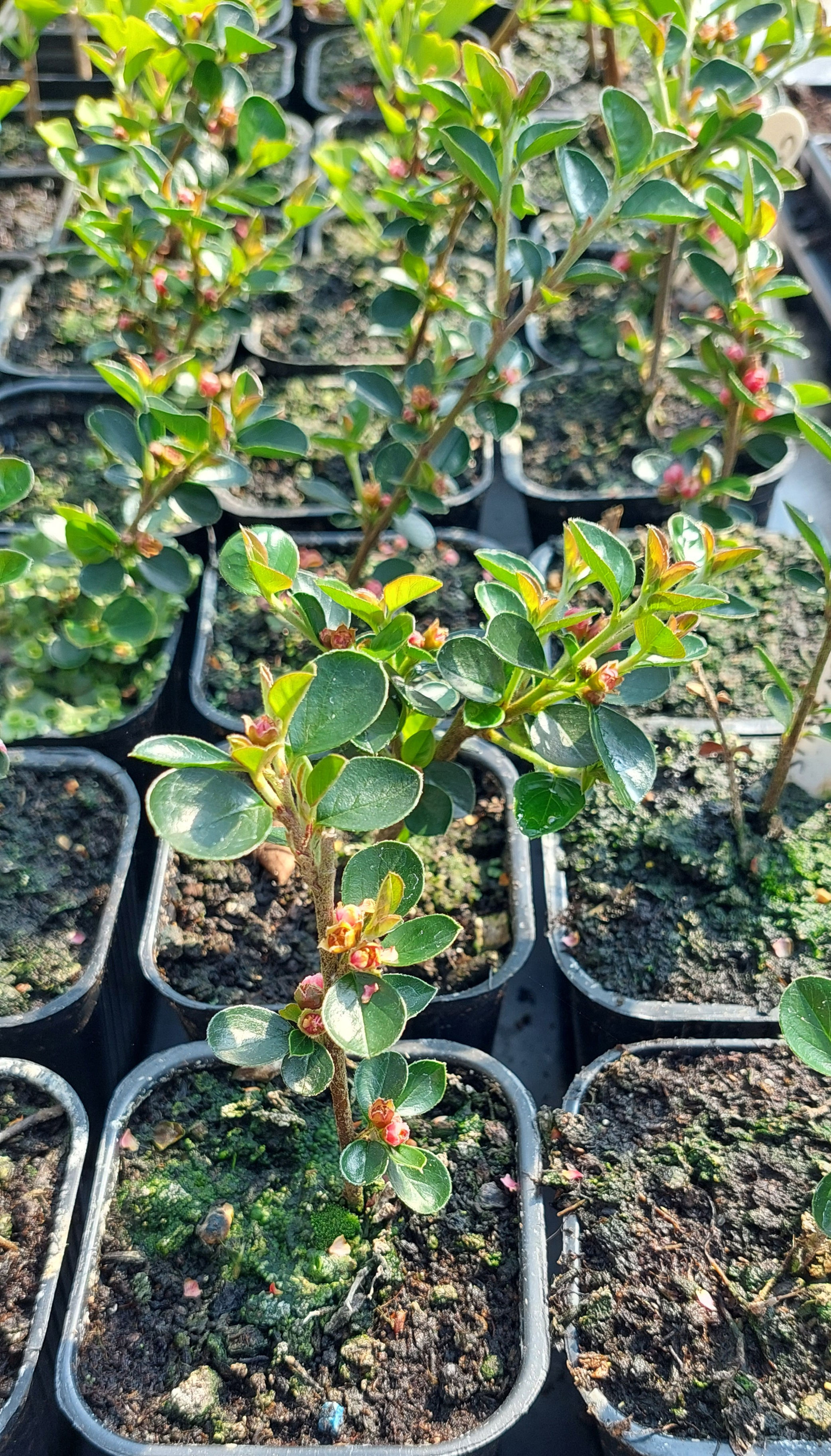 Rockspray cotoneaster – Cotoneaster horizontalis