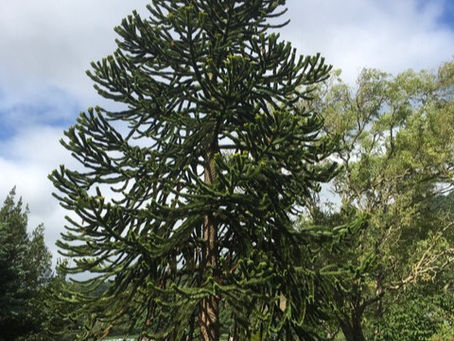 Advice for Growing Monkey Puzzle Tree Seedlings