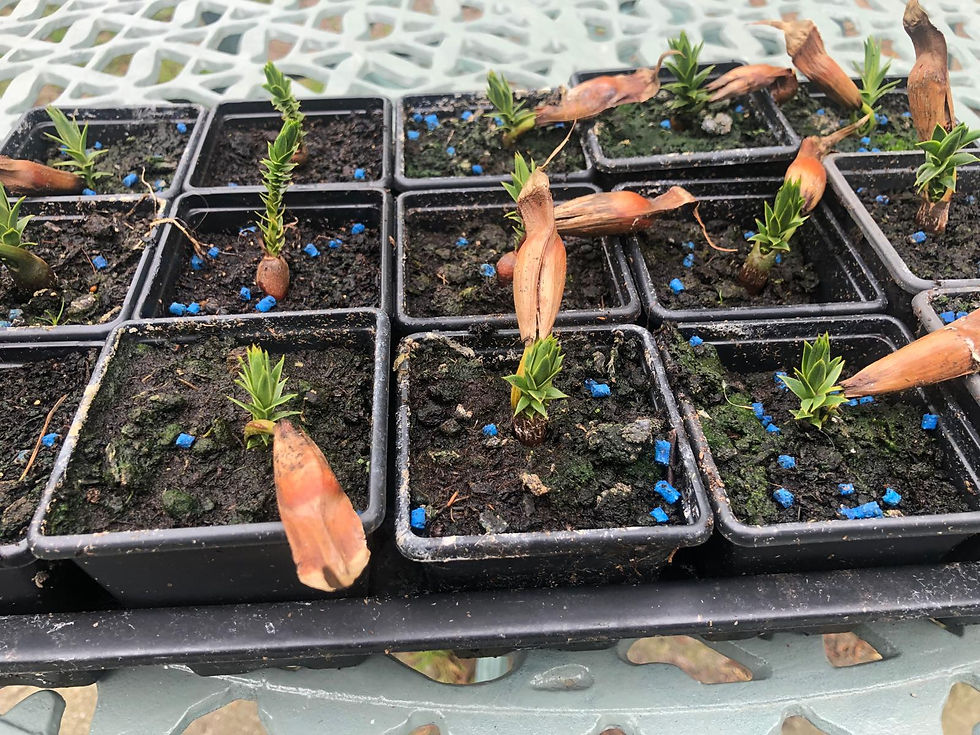 Thumbnail: Monkey Puzzle – Araucaria araucana
