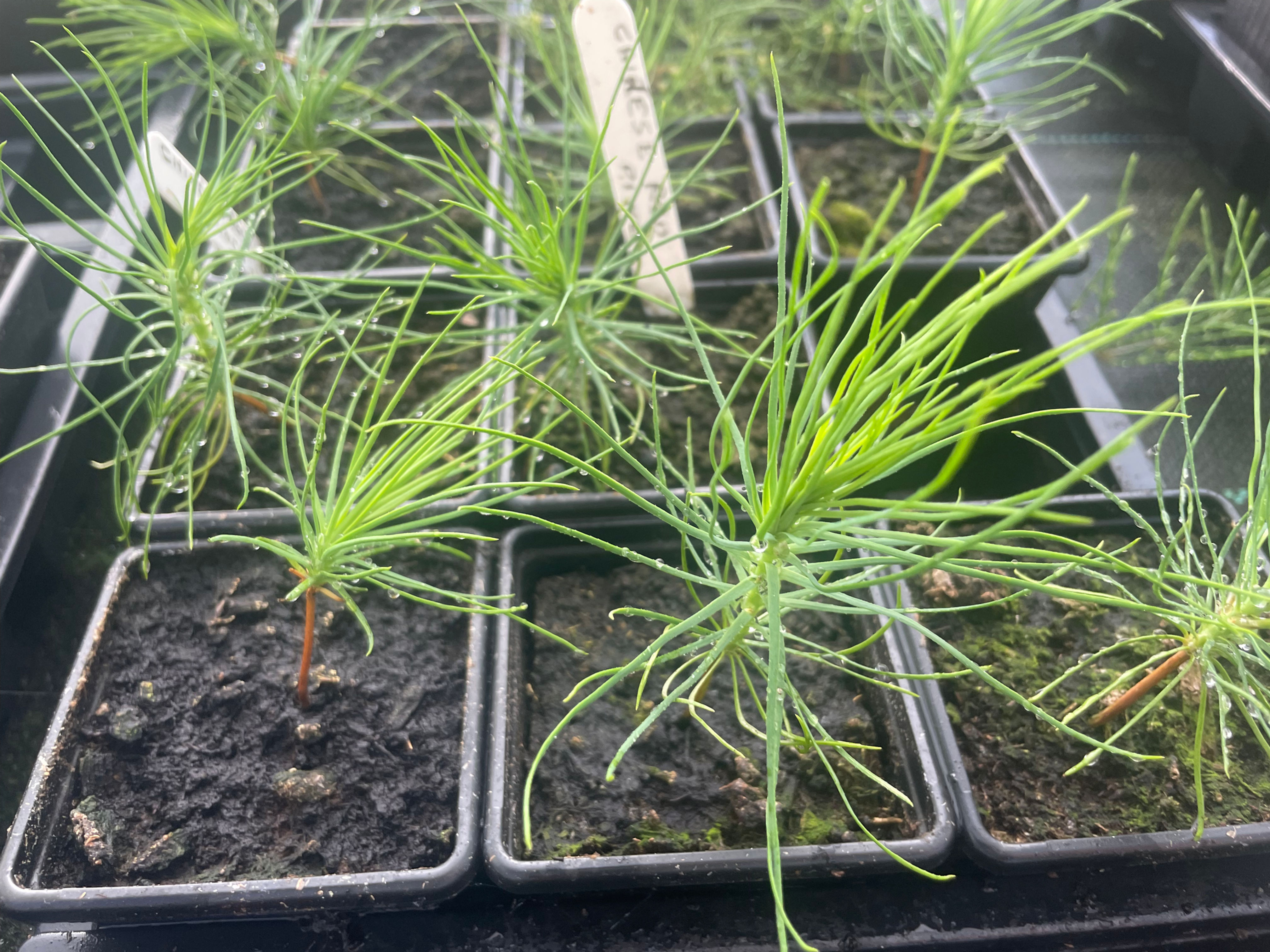 Chinese Red Pine