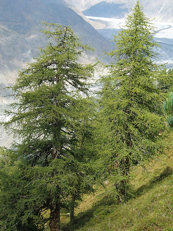 laerche_big_sciadopitys (2).jpg