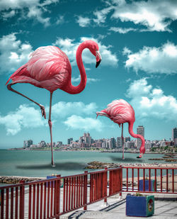 Flamencos en Mar del Plata