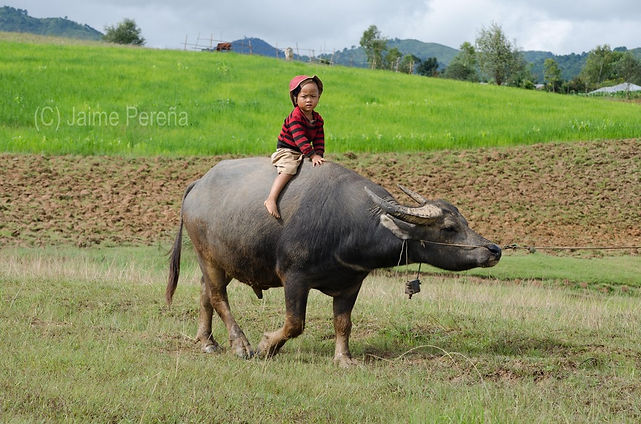 Bimania_blog (20).jpg