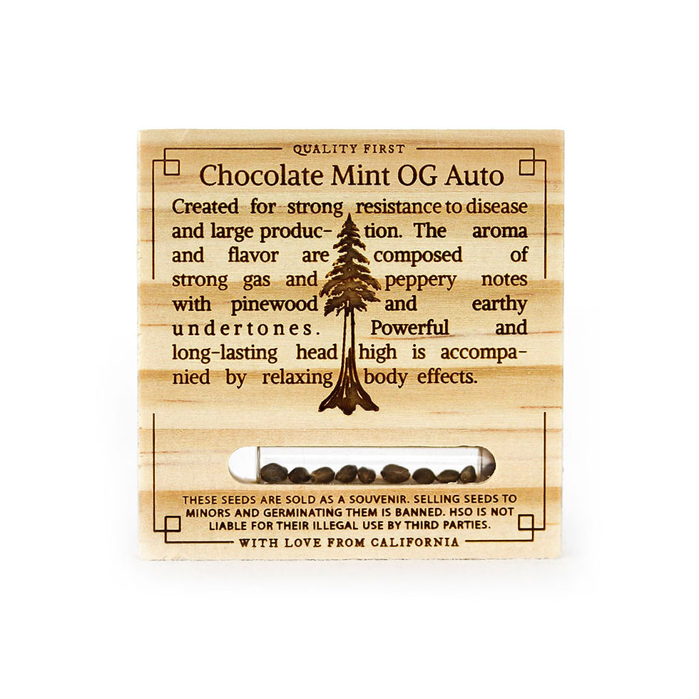 Miniatura: Chocolate Mint OG Auto X3