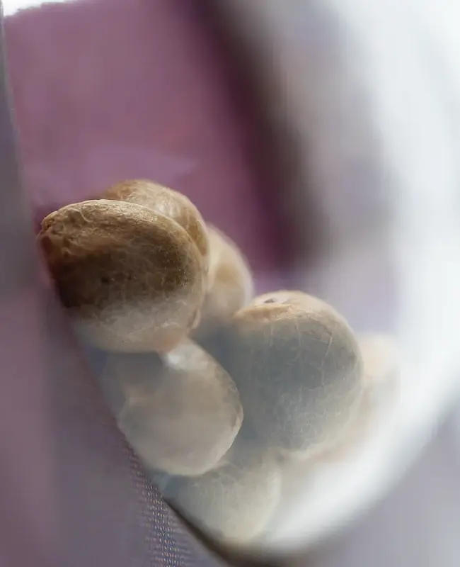 Miniatura: Mexican Sativa x3 Sensi Seeds