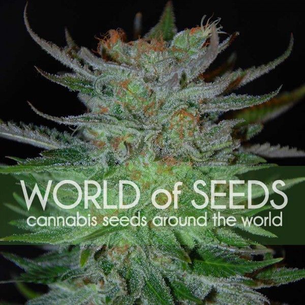 New York 47 (x3) Word of Seeds