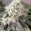 Miniatura: Mix Auto (x6) R-KIEM Seeds