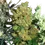 Miniatura: Feminized Mix x10 Sensi Seeds