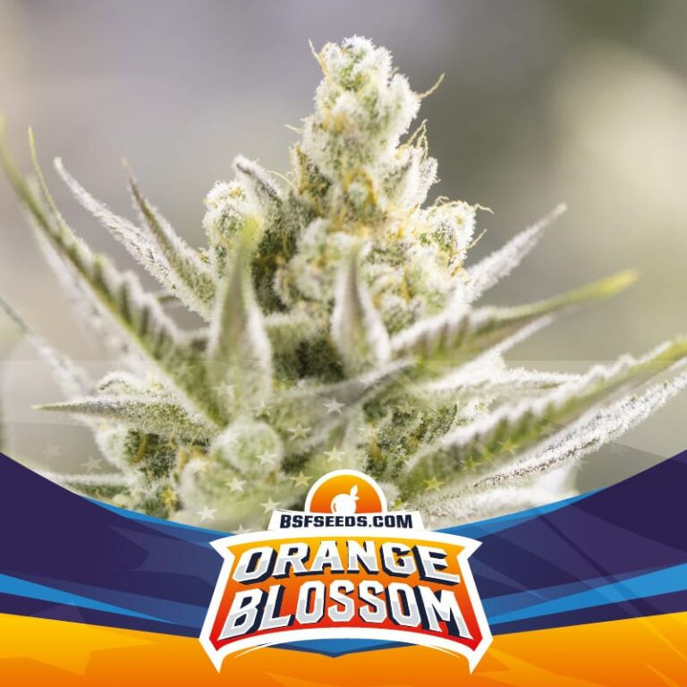 Orange Blossom XXL Auto (x4) BSF Seeds