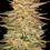 Miniatura: Ice Cream x3 Paradise Seeds