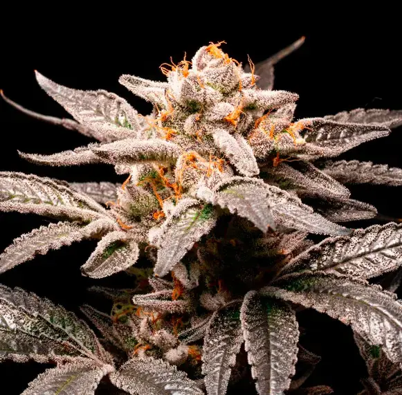 FANCY (x1) R-KIEM Seeds