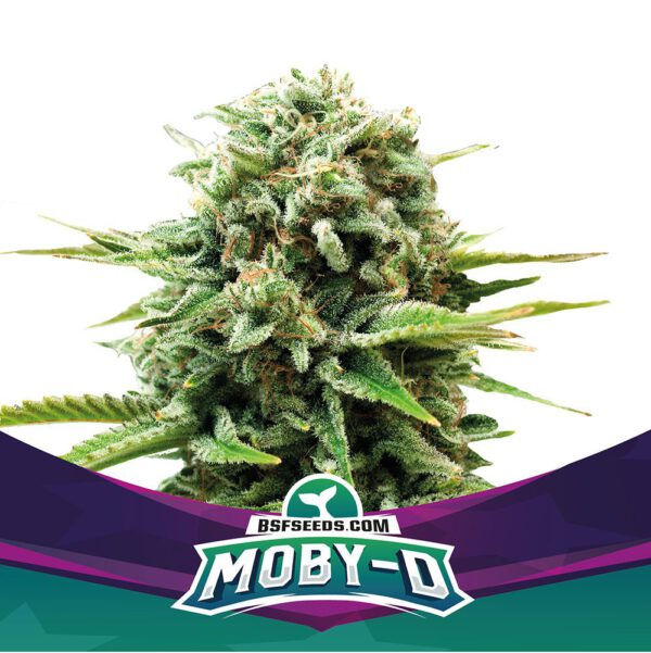 Moby-D (x12) BSF Seeds