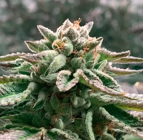 Klementine Auto (x3) R-KIEM Seeds