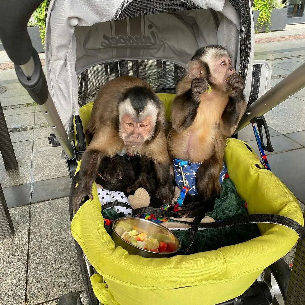 Baby capuchin monkey for sale