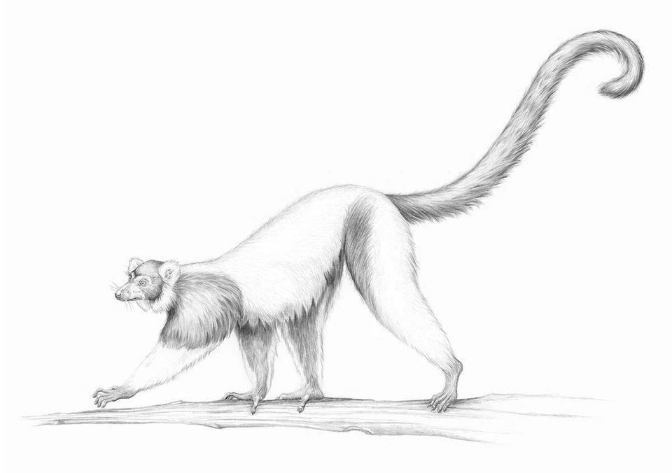 20-lemur-naturalhistoryillu-personal-pinu-grabner.jpg