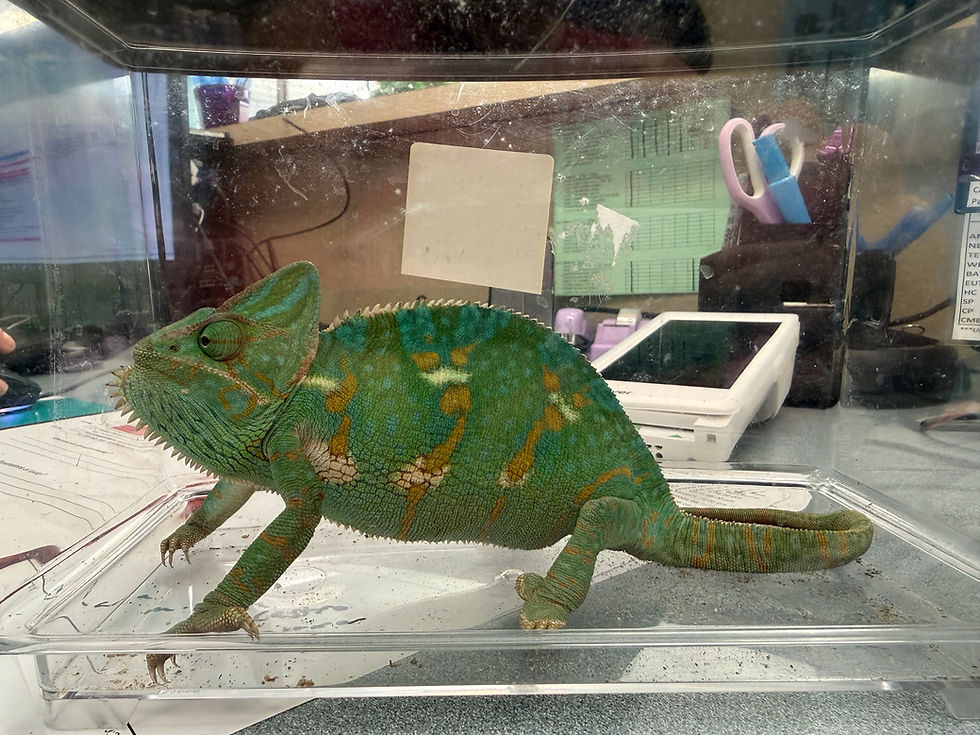 tinkerbell_reptile_homepage.jpeg