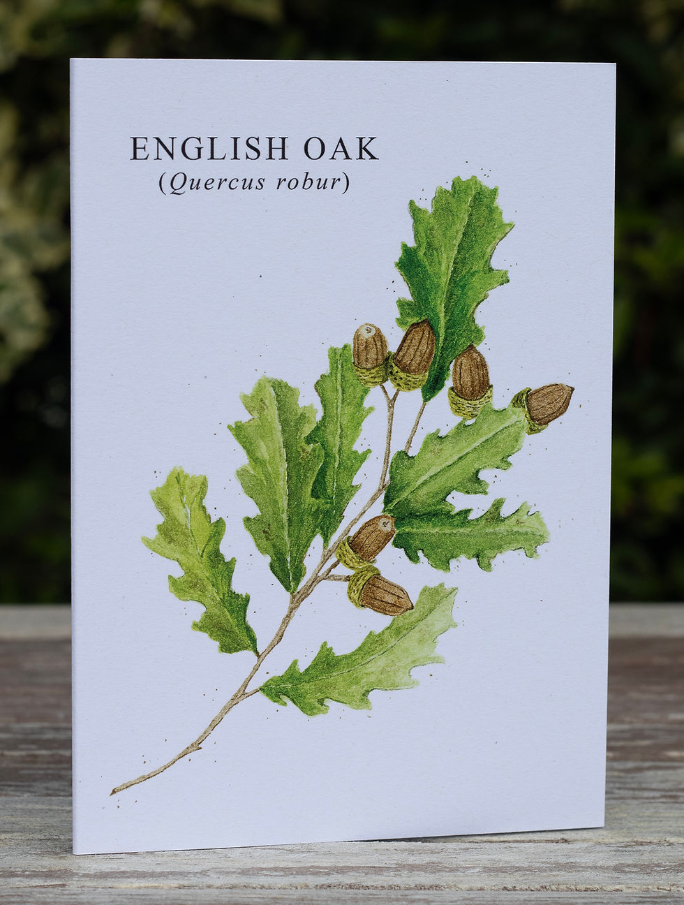 English Oak card