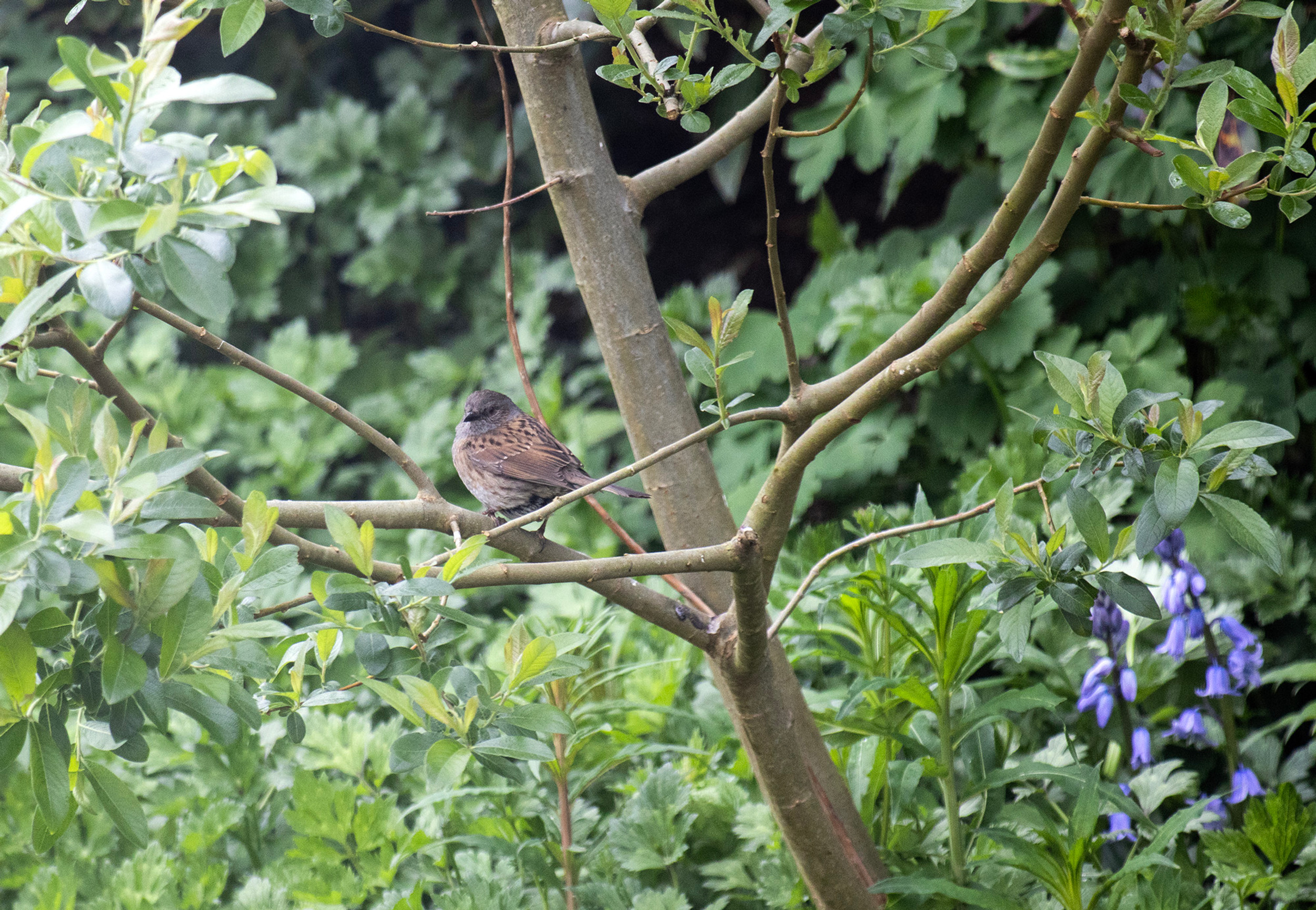 April Spring Bird Spring days: April Garden Birds