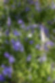 Bluebell wood.jpg
