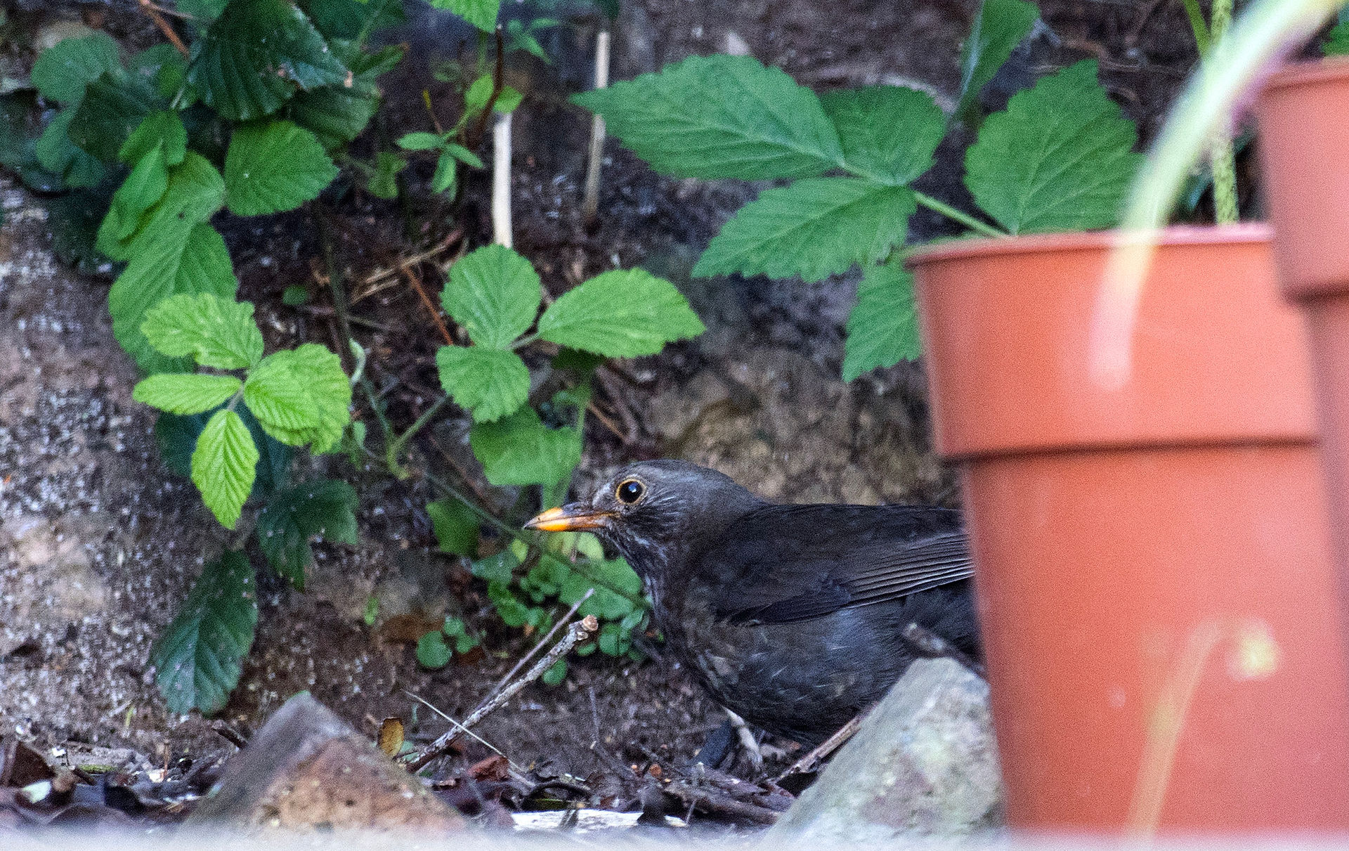 Blackbird hiding behind plant pots