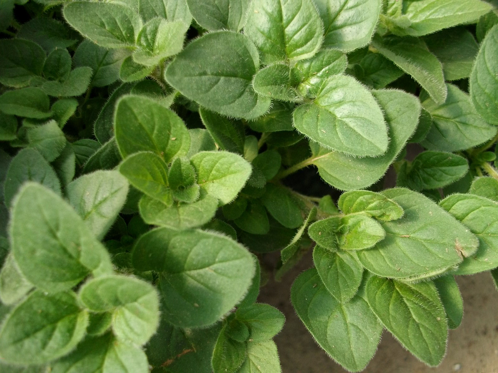 Oregano (powdered)