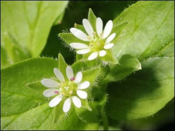 Thumbnail: Chickweed